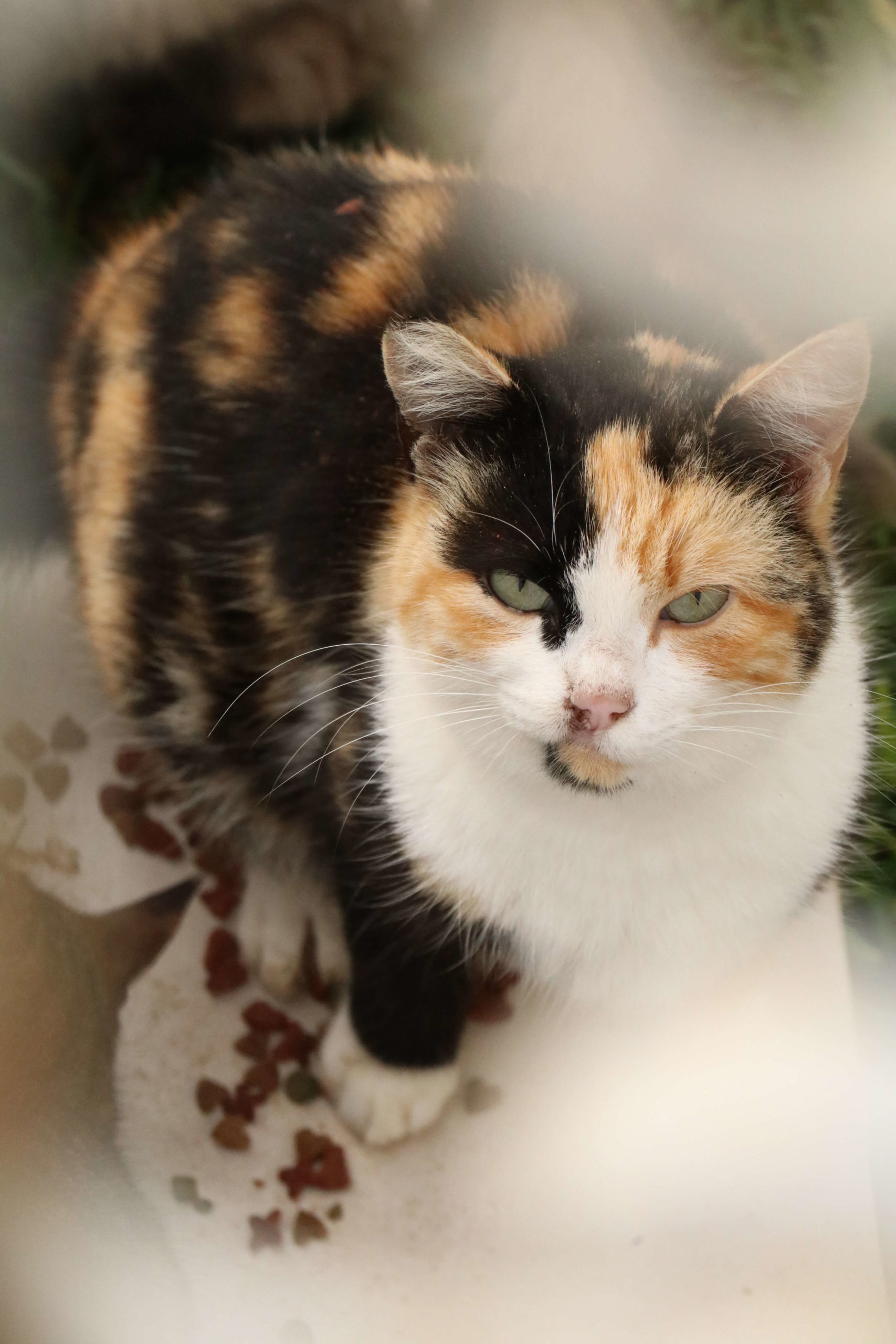 cat