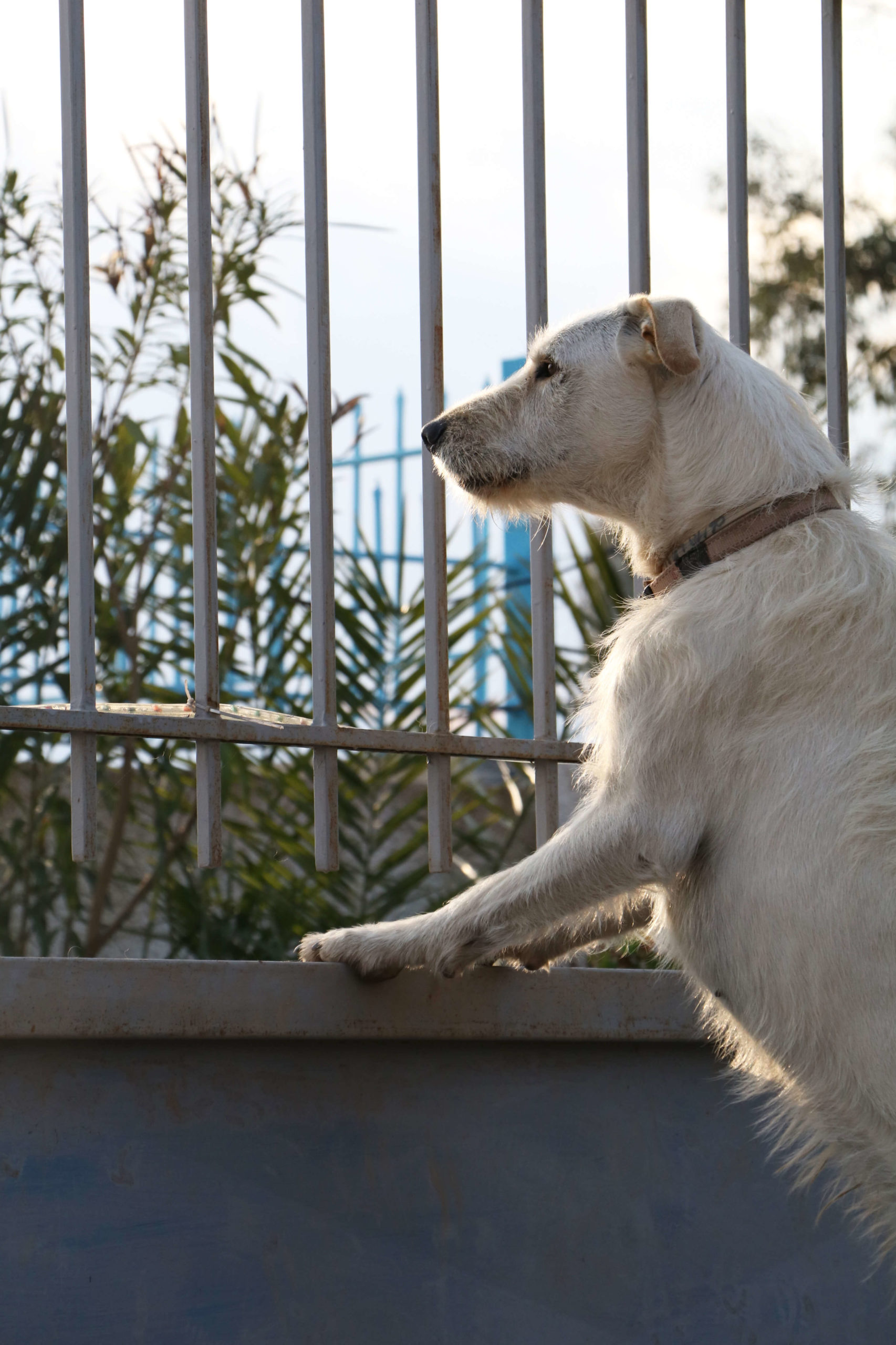 guard-dog