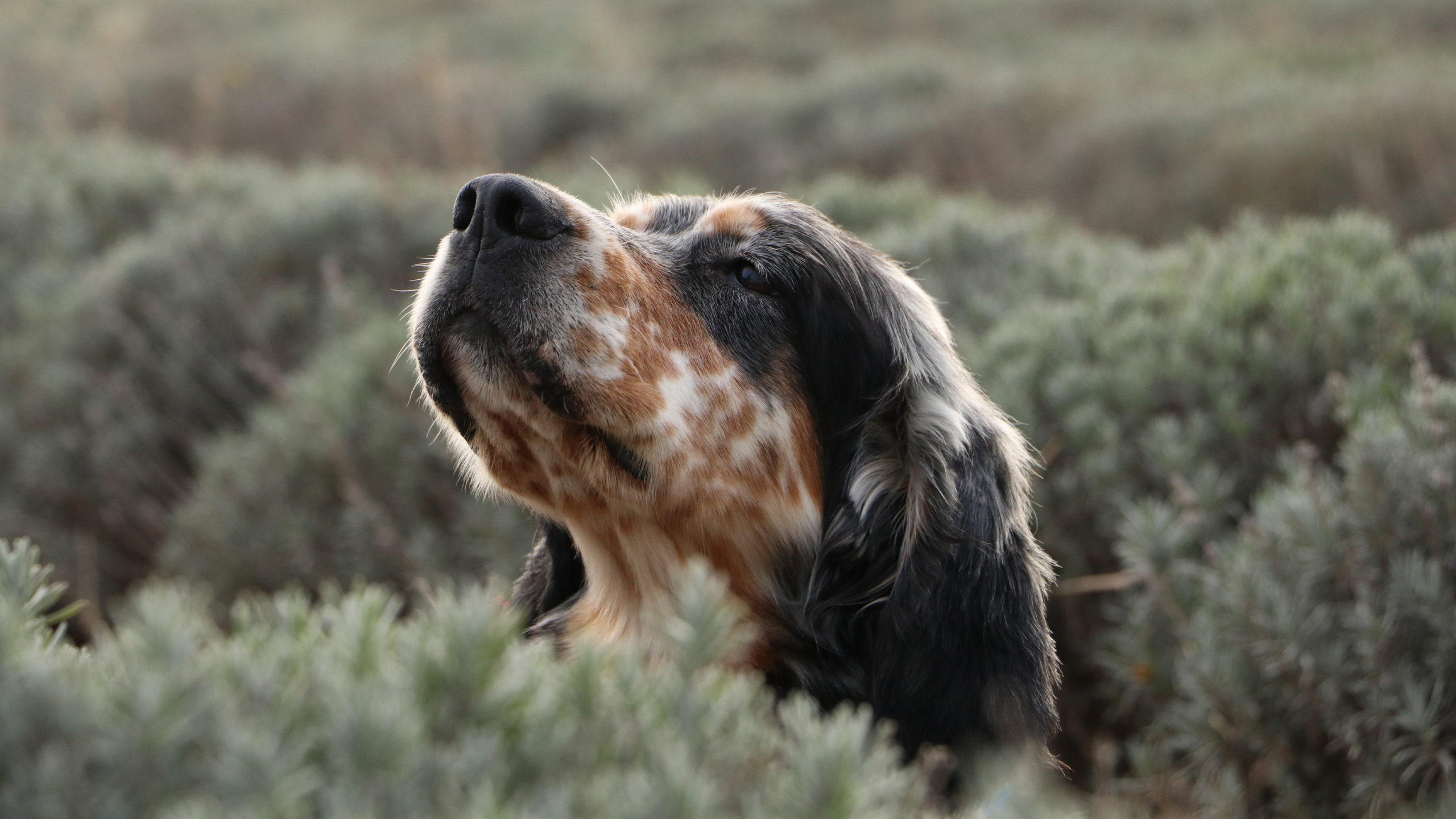merle-field