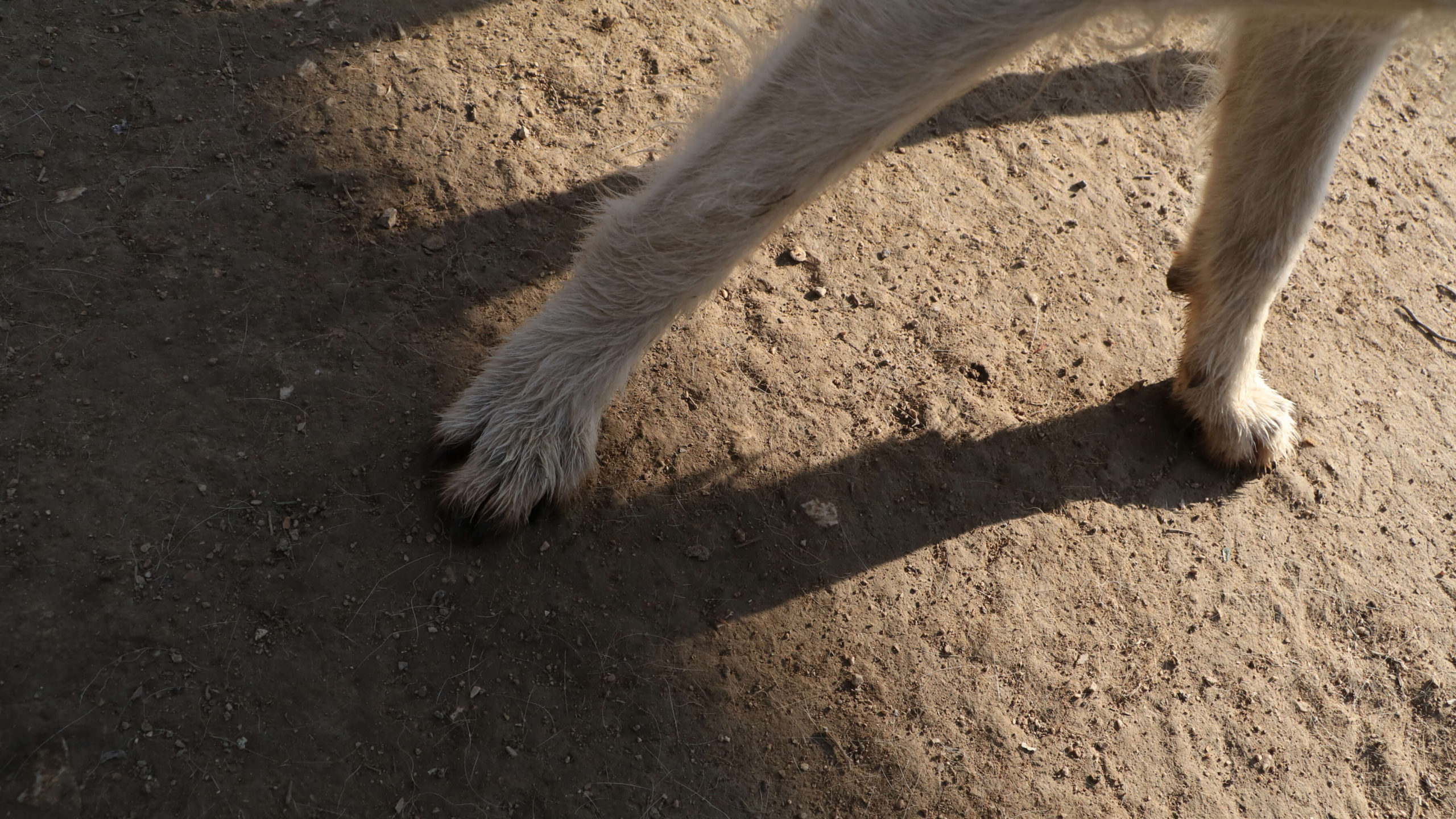 pawsanddirt