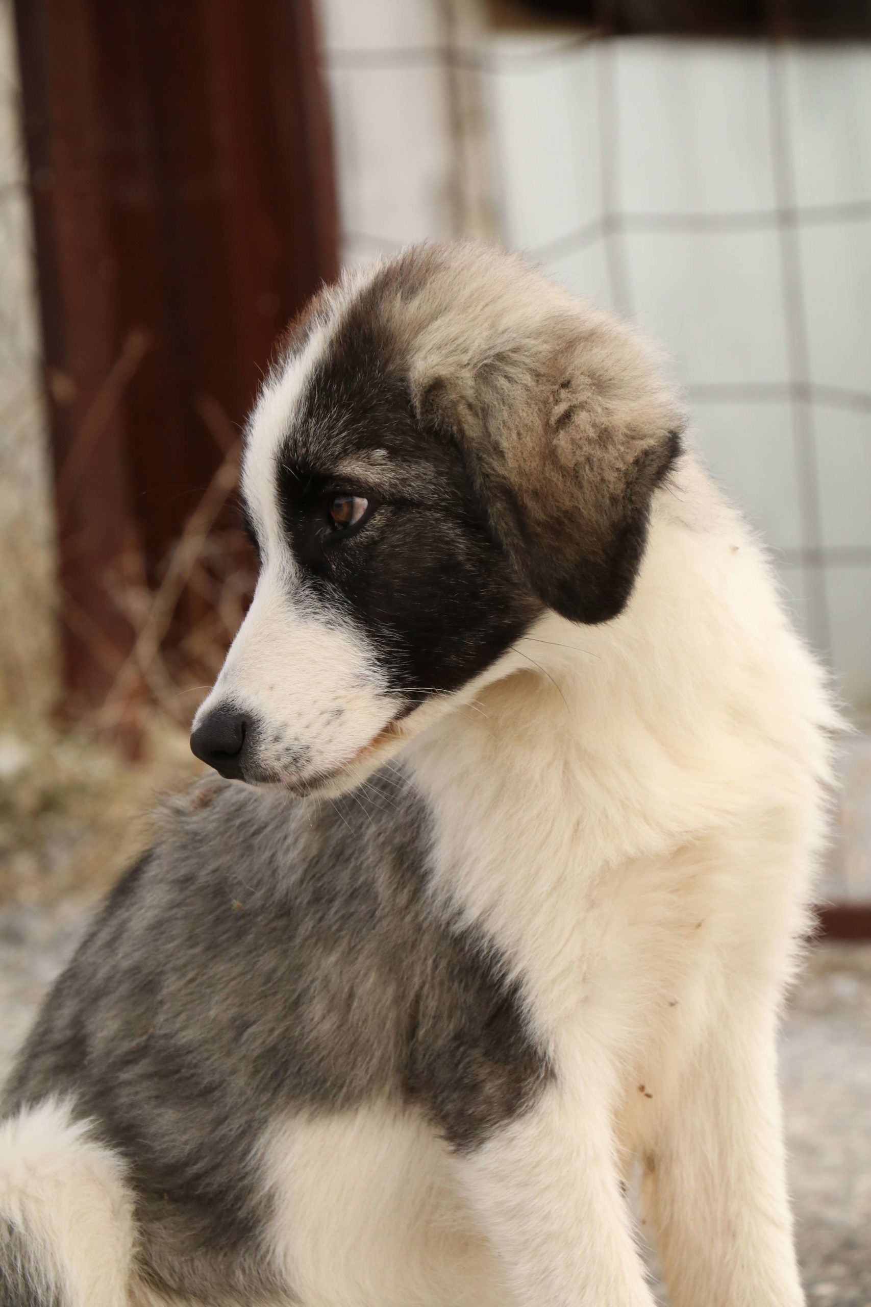 puppy