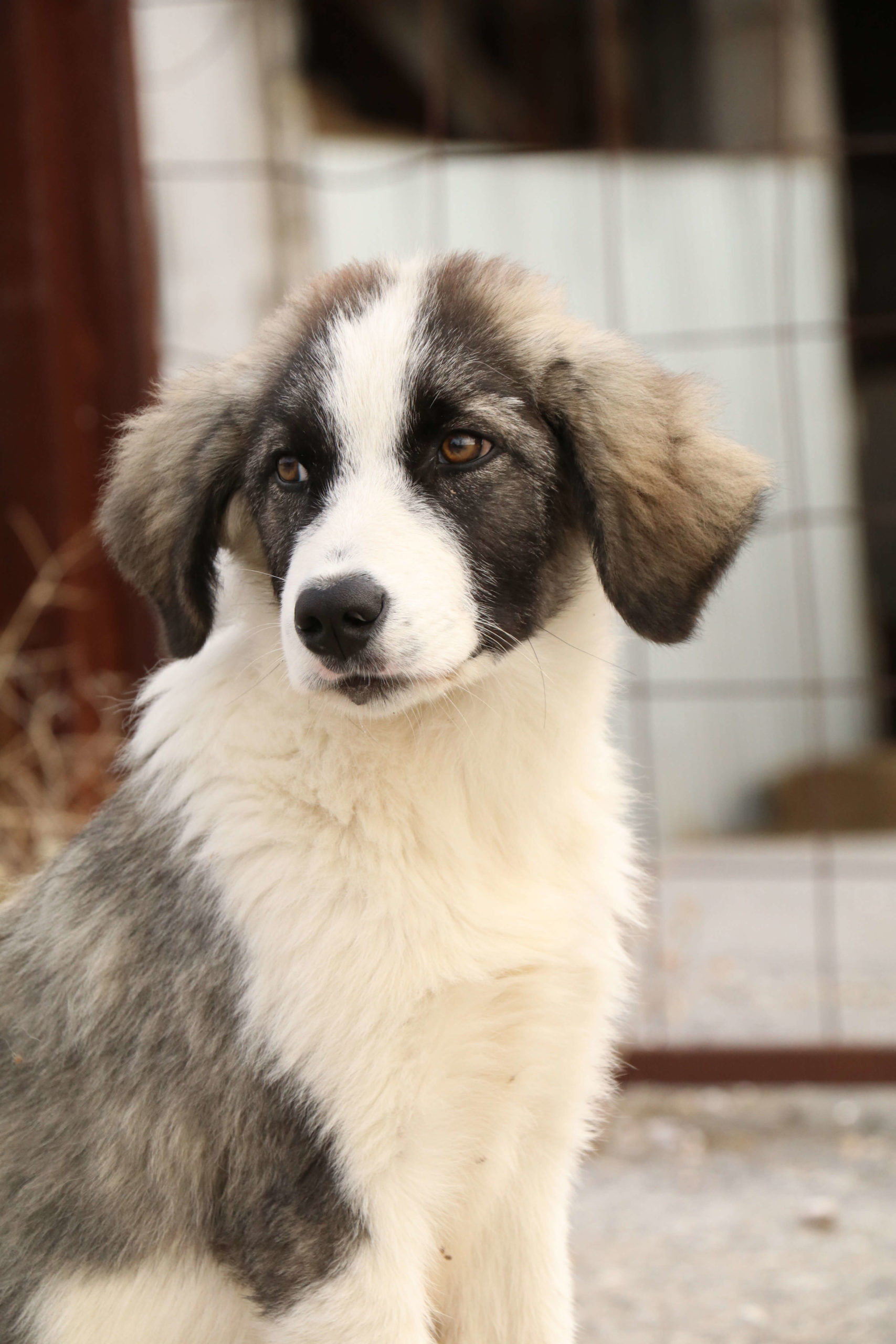 puppy01